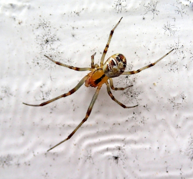 Phylloneta sp. - Villorba (TV)